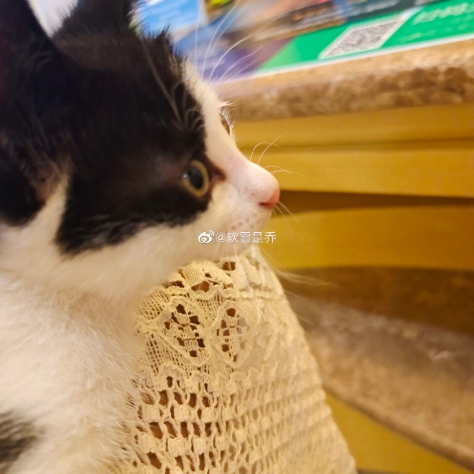 猫图片|宠物猫|猫咪|