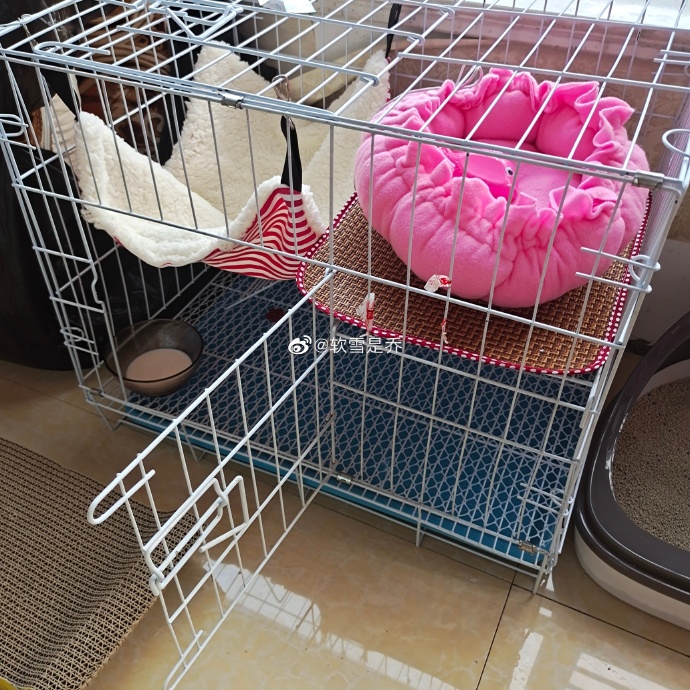 猫图片|宠物猫|猫咪|