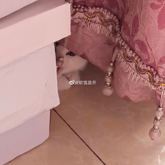 猫图片|宠物猫|猫咪|