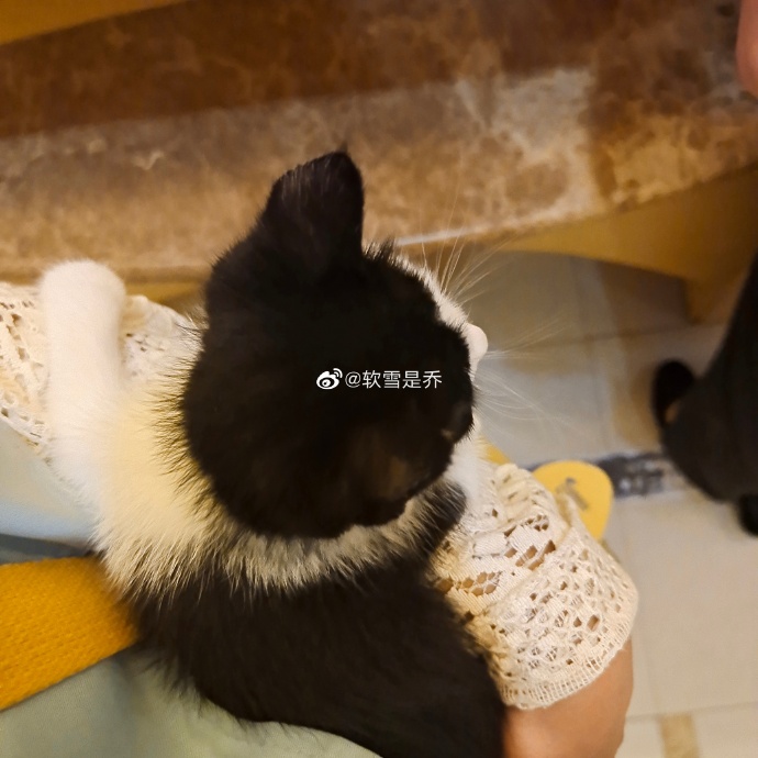 猫图片|宠物猫|猫咪|