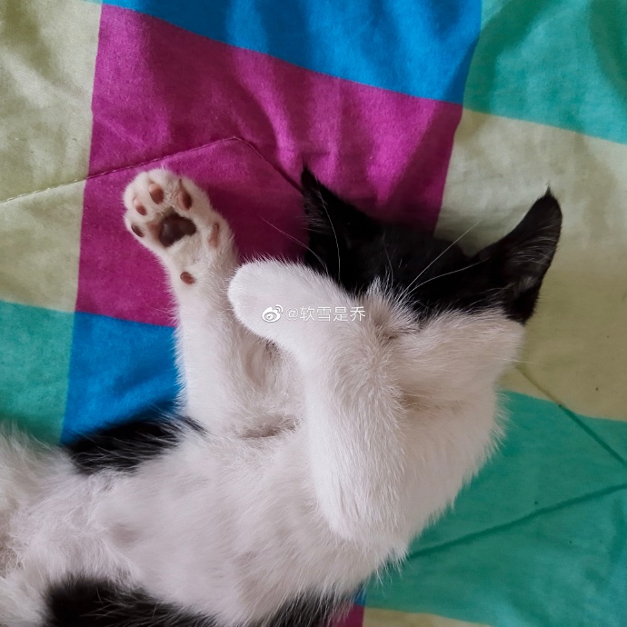 猫图片|宠物猫|猫咪|