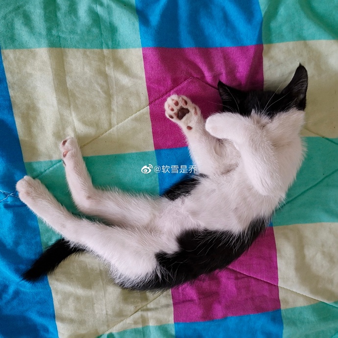 猫图片|宠物猫|猫咪|