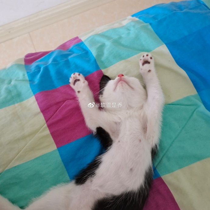 猫图片|宠物猫|猫咪|