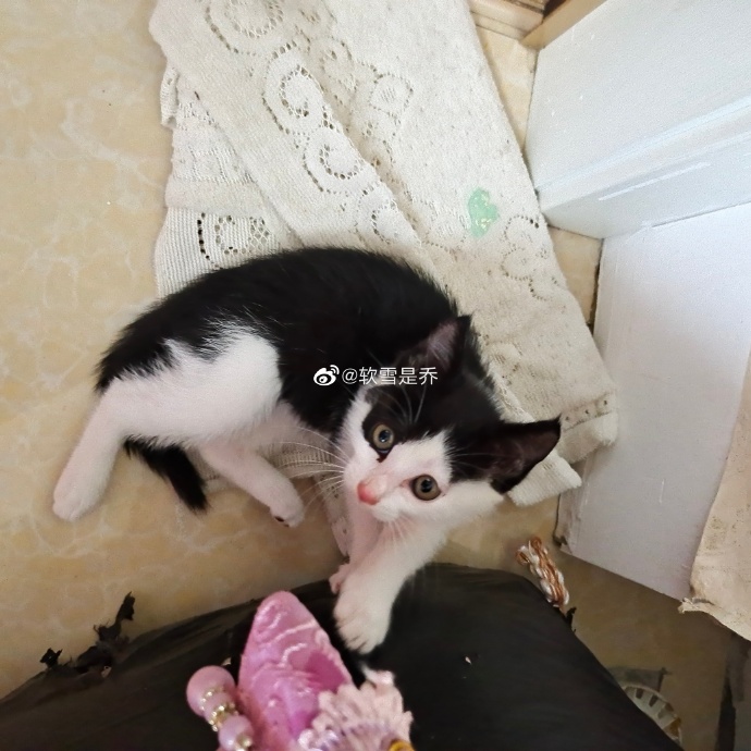 猫图片|宠物猫|猫咪|