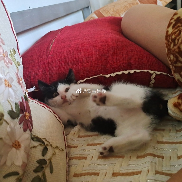 猫图片|宠物猫|猫咪|