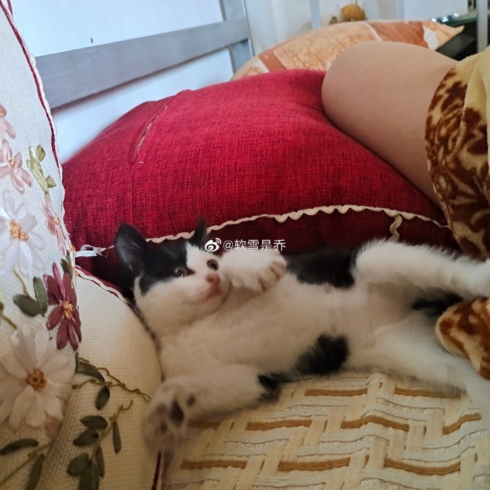 猫图片|宠物猫|猫咪|