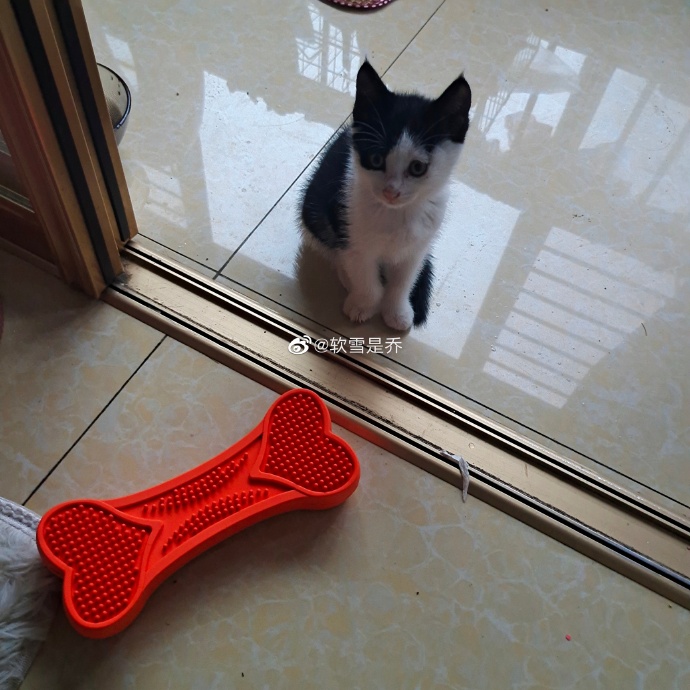 猫图片|宠物猫|猫咪|