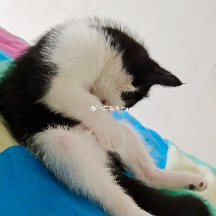 猫图片|宠物猫|猫咪|