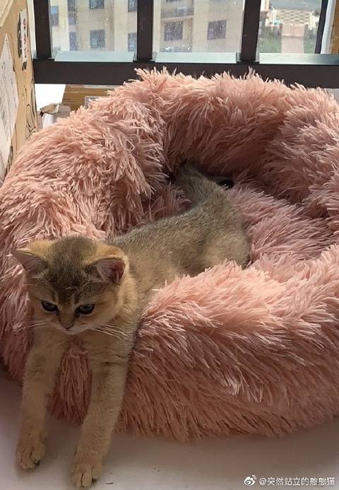 猫图片|宠物猫|猫咪|