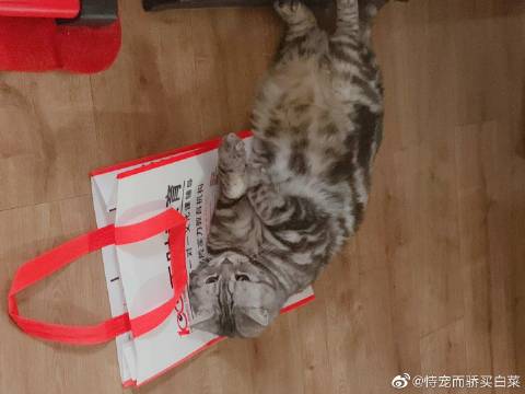 猫图片|宠物猫|猫咪|