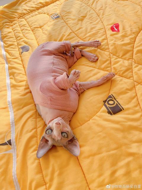 猫图片|宠物猫|猫咪|