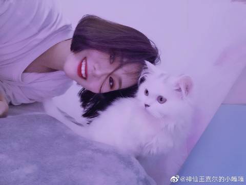 猫图片|宠物猫|猫咪|