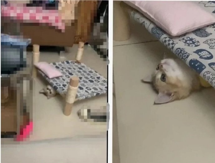 猫图片|宠物猫|猫咪|