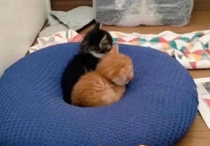 猫图片|宠物猫|猫咪|