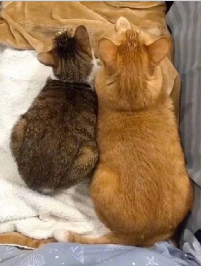 猫图片|宠物猫|猫咪|