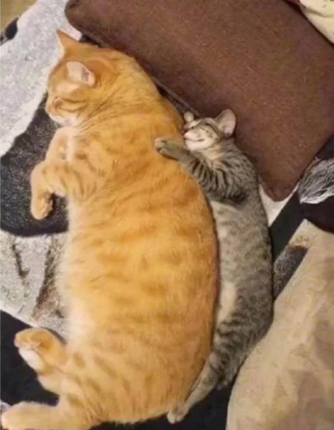 猫图片|宠物猫|猫咪|