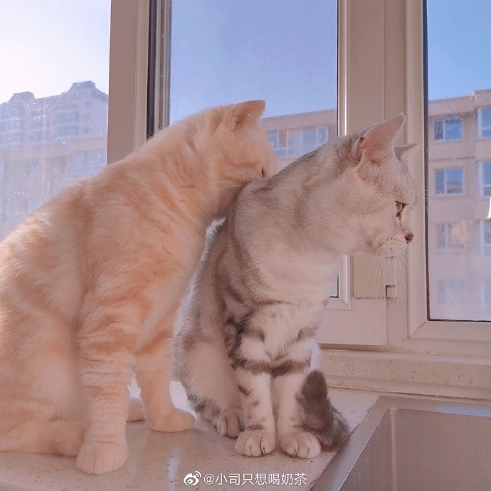 猫图片|宠物猫|猫咪|