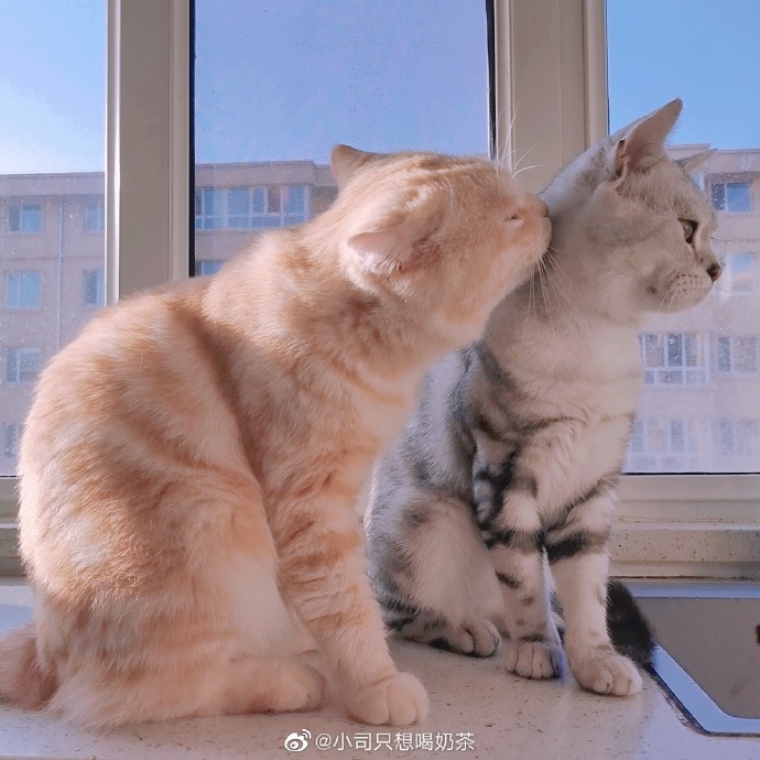 猫图片|宠物猫|猫咪|