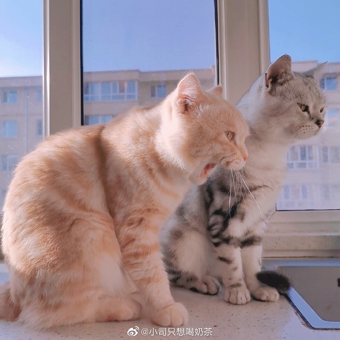 猫图片|宠物猫|猫咪|