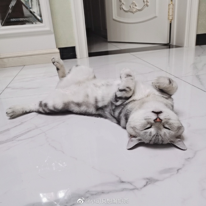 猫图片|宠物猫|猫咪|