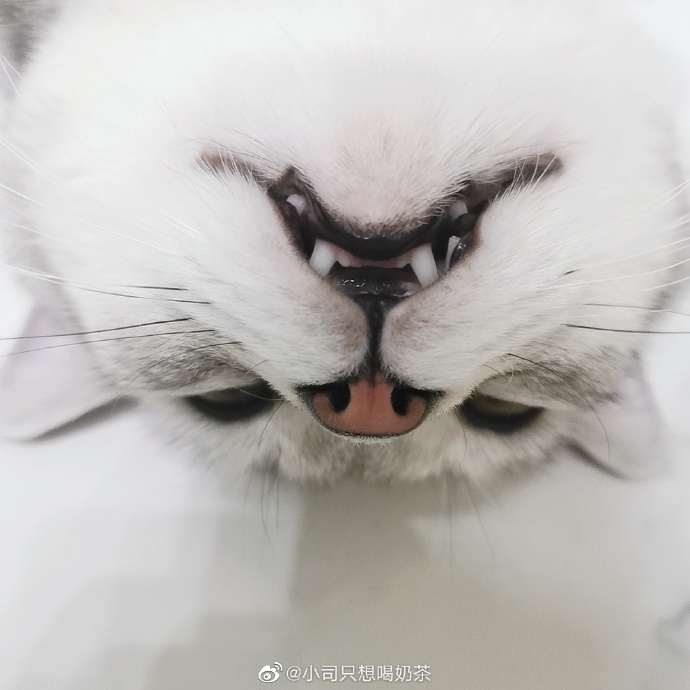 猫图片|宠物猫|猫咪|