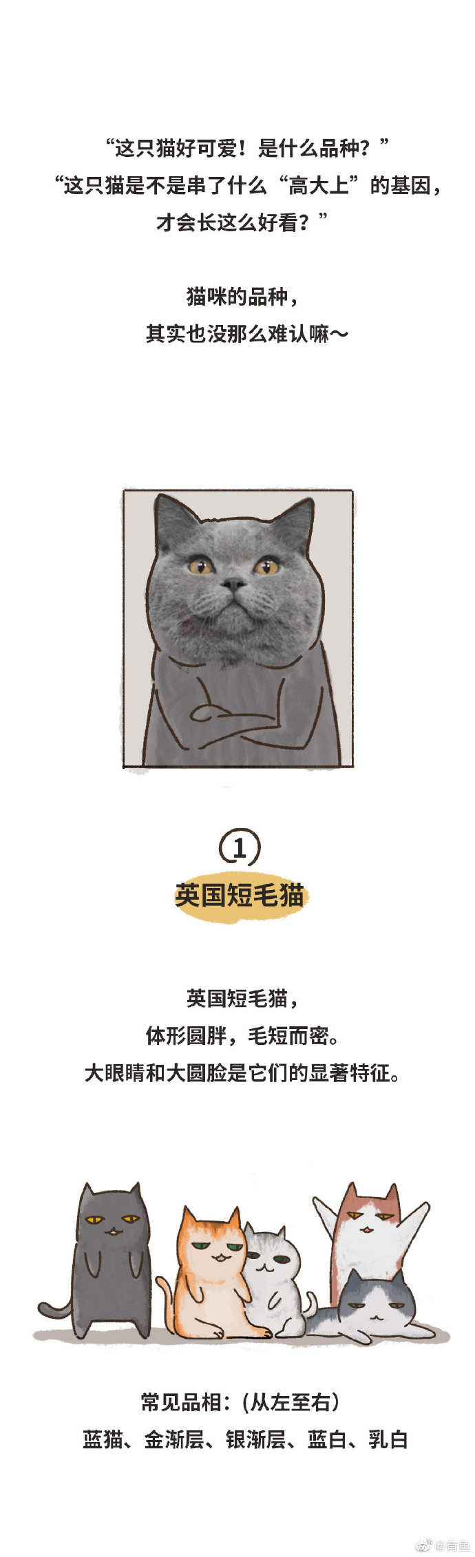 猫图片|宠物猫|猫咪|