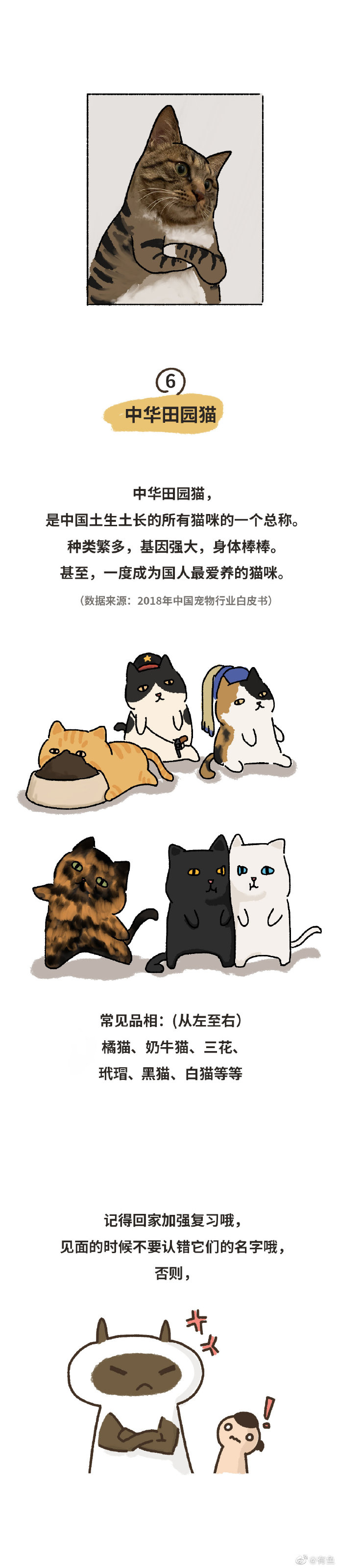 猫图片|宠物猫|猫咪|