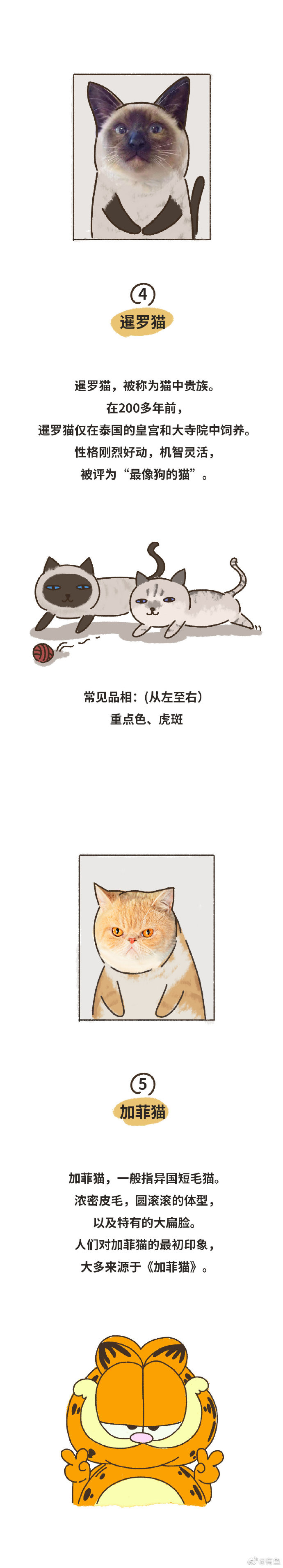 猫图片|宠物猫|猫咪|