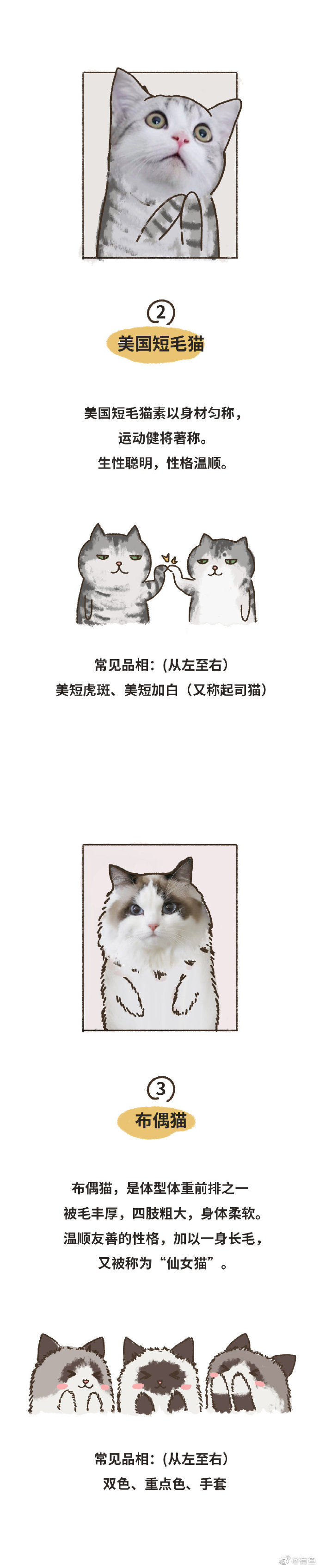 猫图片|宠物猫|猫咪|