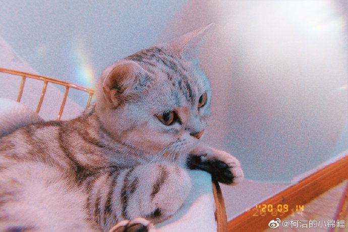 猫图片|宠物猫|猫咪|