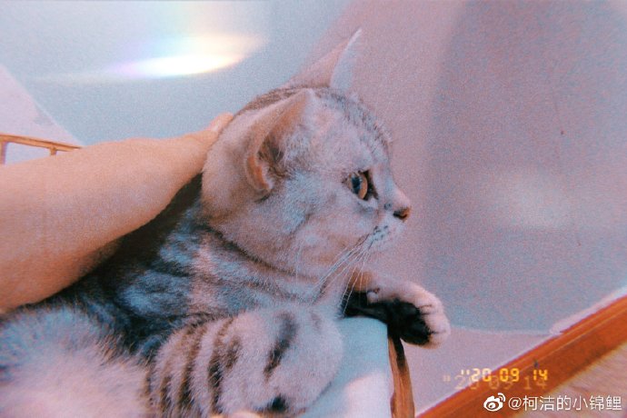 猫图片|宠物猫|猫咪|