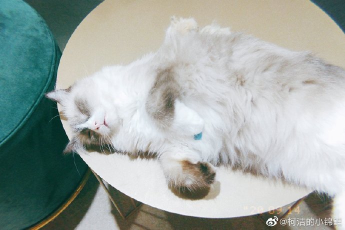 猫图片|宠物猫|猫咪|