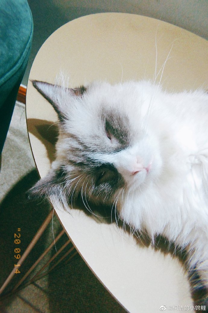 猫图片|宠物猫|猫咪|