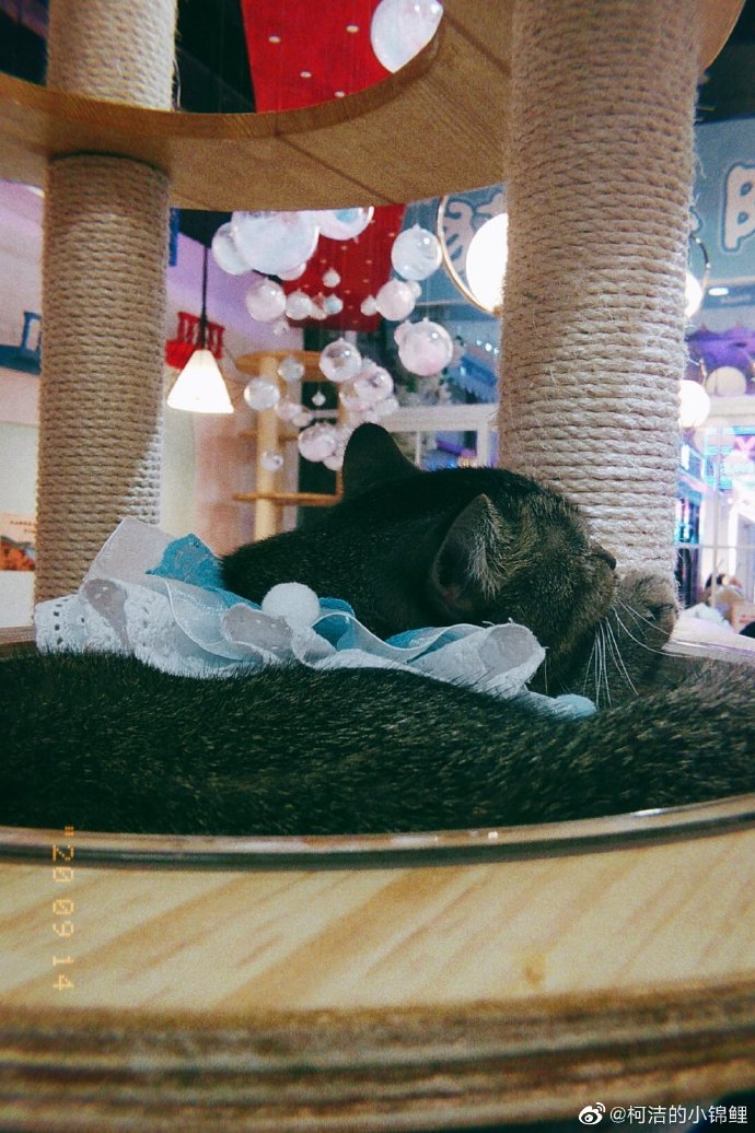 猫图片|宠物猫|猫咪|