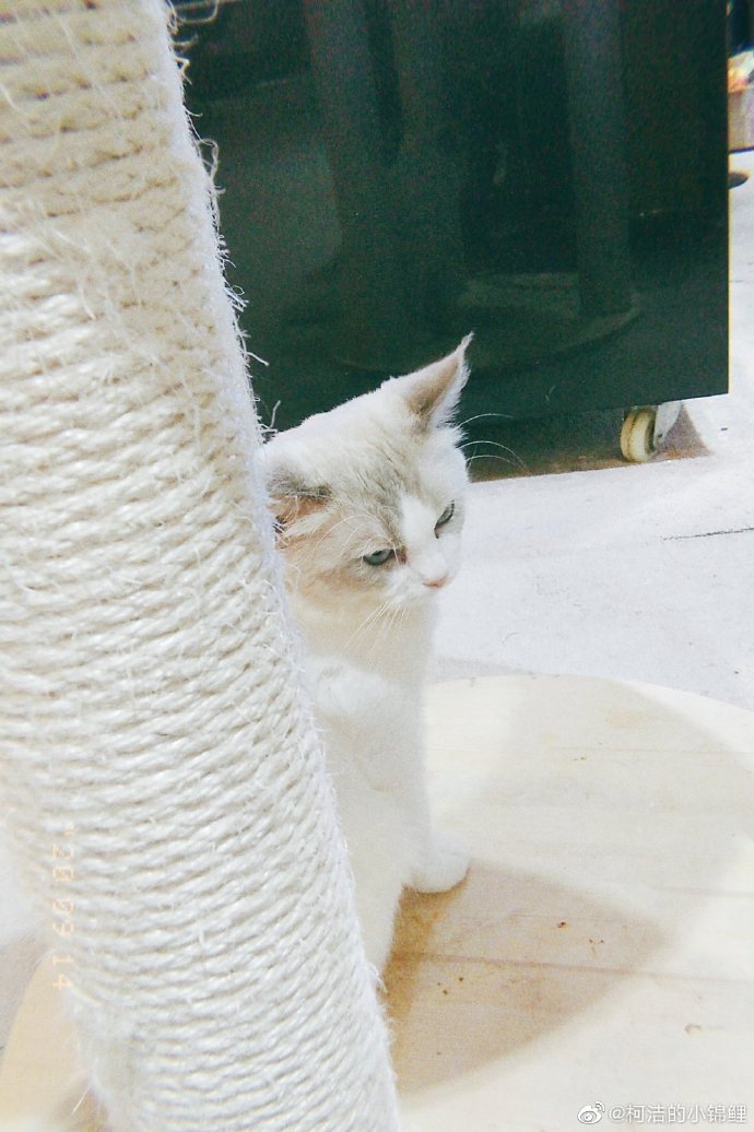 猫图片|宠物猫|猫咪|