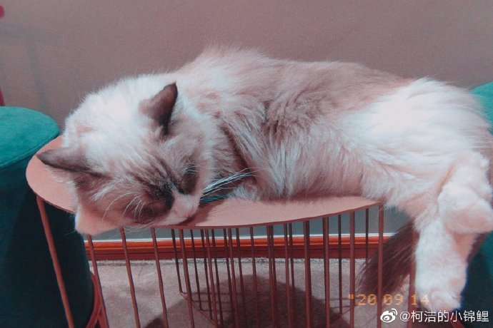 猫图片|宠物猫|猫咪|