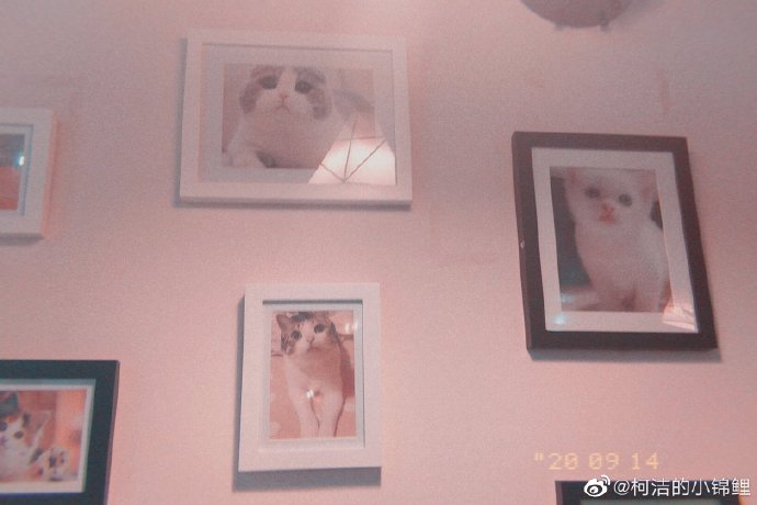 猫图片|宠物猫|猫咪|