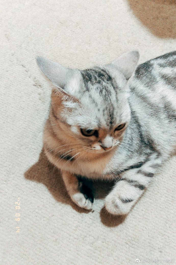 猫图片|宠物猫|猫咪|