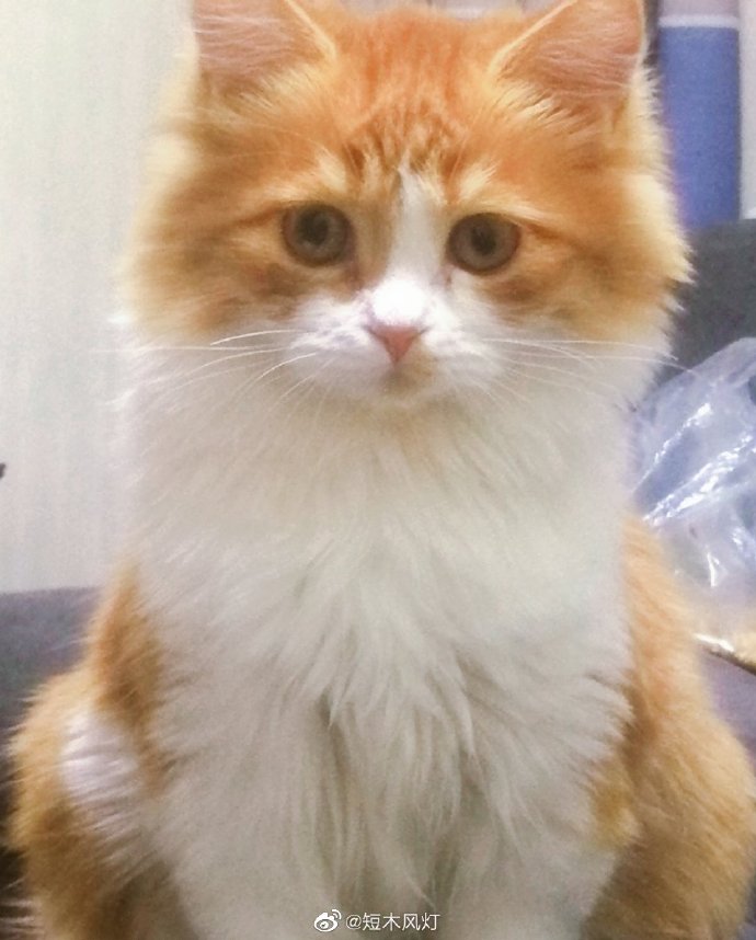 猫图片|宠物猫|猫咪|