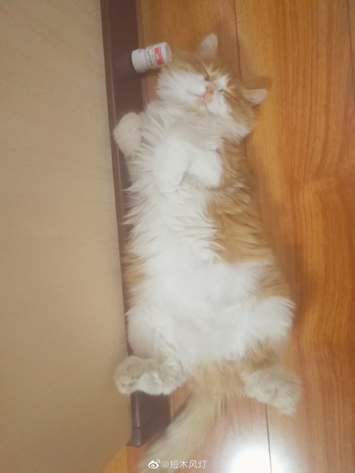 猫图片|宠物猫|猫咪|