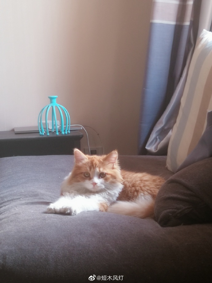 猫图片|宠物猫|猫咪|