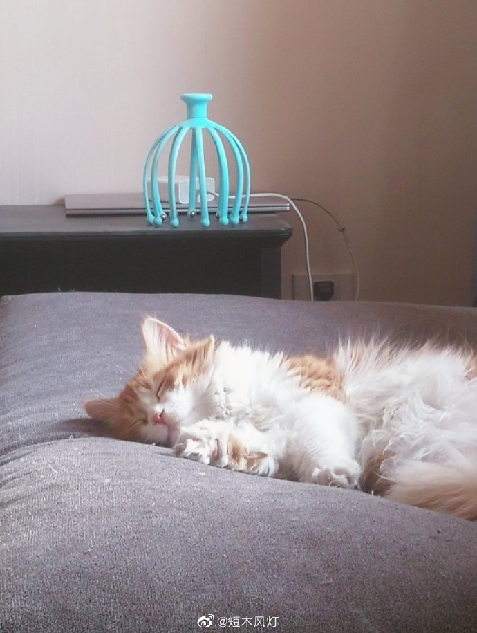 猫图片|宠物猫|猫咪|