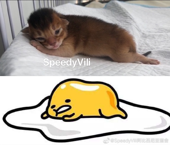 猫图片|宠物猫|猫咪|