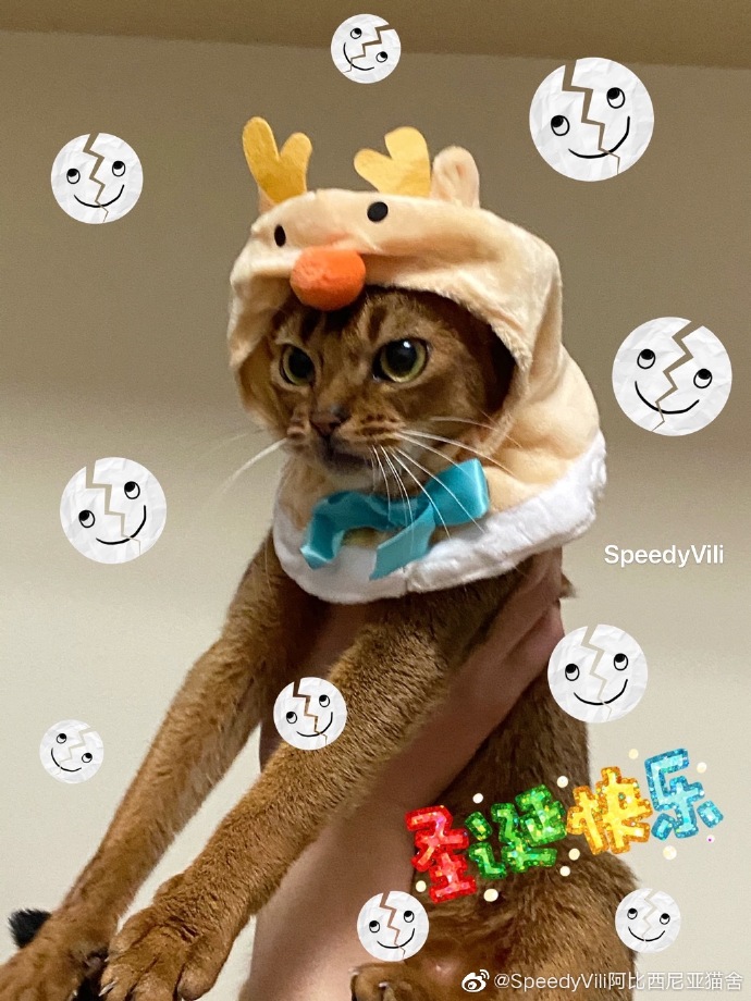 猫图片|宠物猫|猫咪|