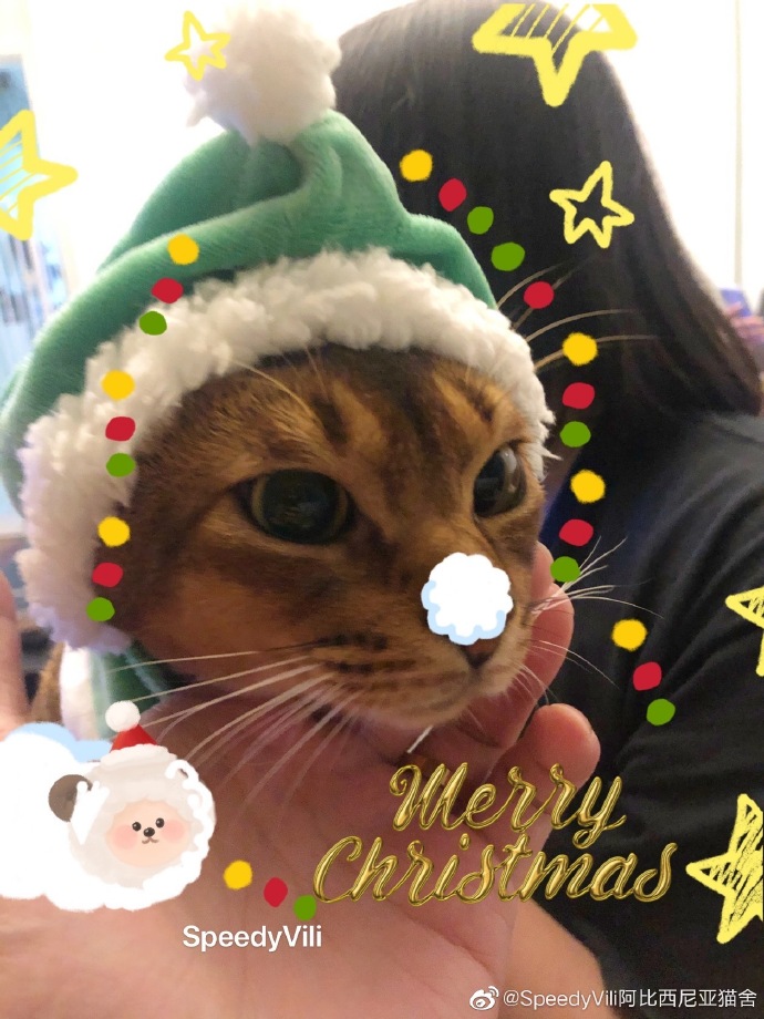 猫图片|宠物猫|猫咪|