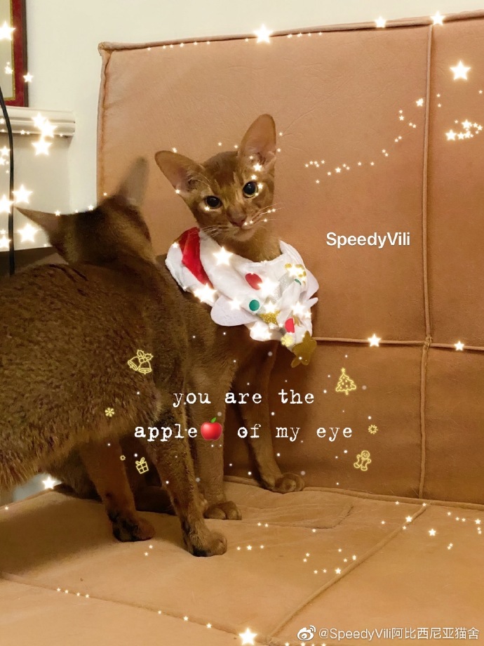 猫图片|宠物猫|猫咪|