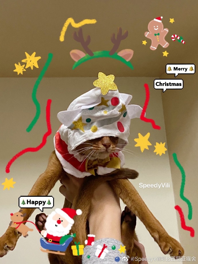 猫图片|宠物猫|猫咪|