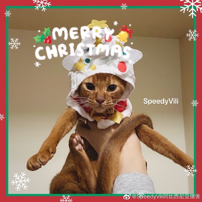 猫图片|宠物猫|猫咪|