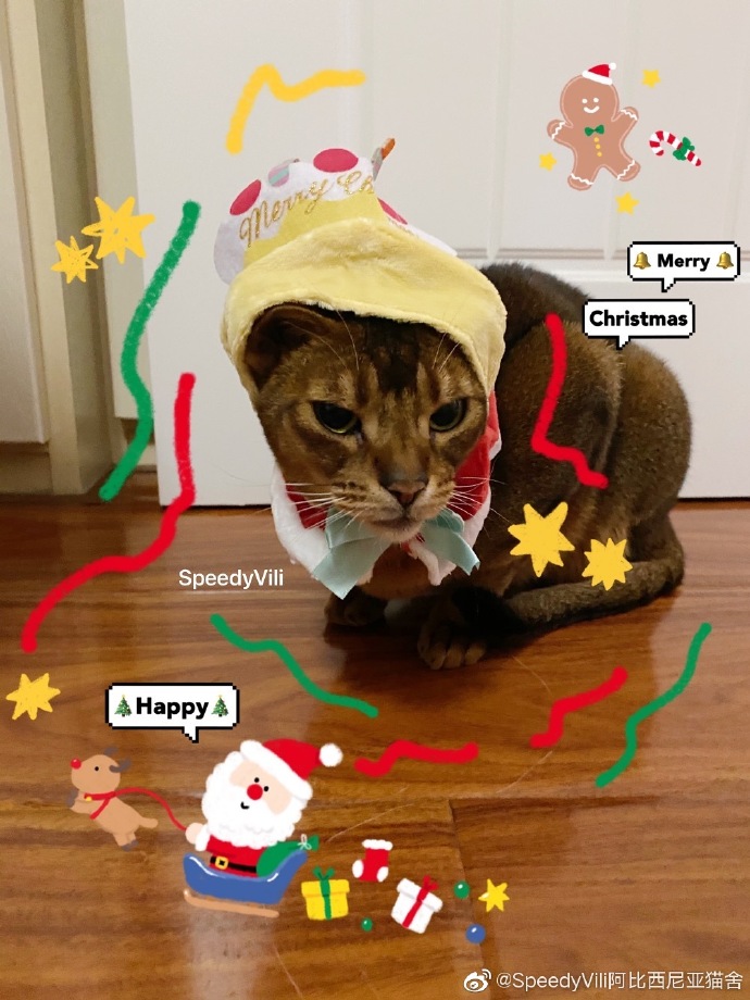 猫图片|宠物猫|猫咪|