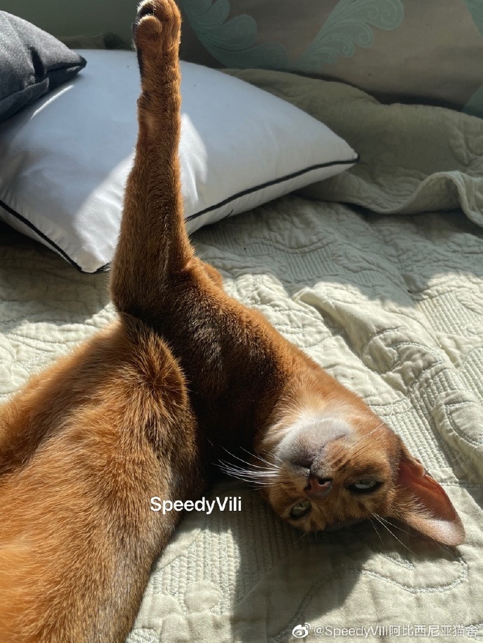 猫图片|宠物猫|猫咪|